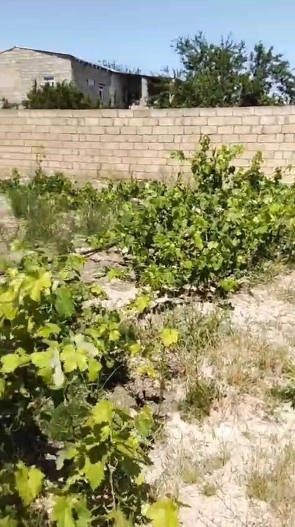 3 sot, Kənd təsərrüfatı, Bələdiyyə — Torpaq, Saray (2)