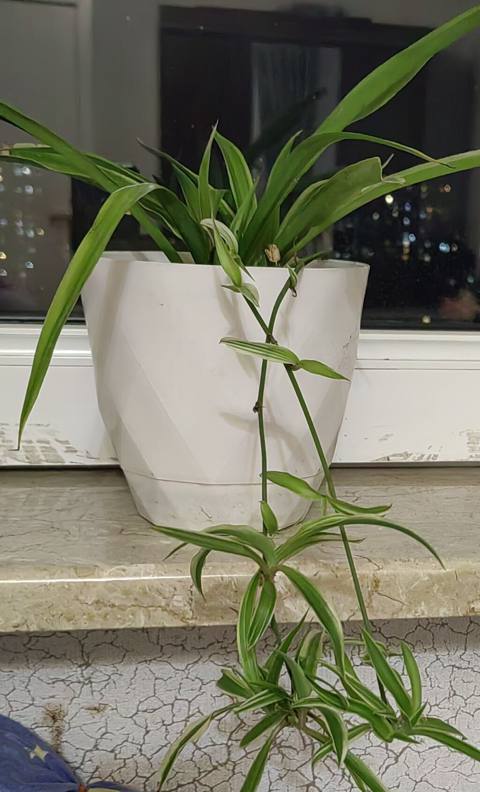 Xlorofitum (Spider Plant) – otaq bitkisi - Növ: Chlorophytum comosum — 10 ₼ · Bakı · Qapı bitkələri Xlorofitum (Spider Plant) – otaq bitkisi - Növ: Chlorophytum comosum — Bakı