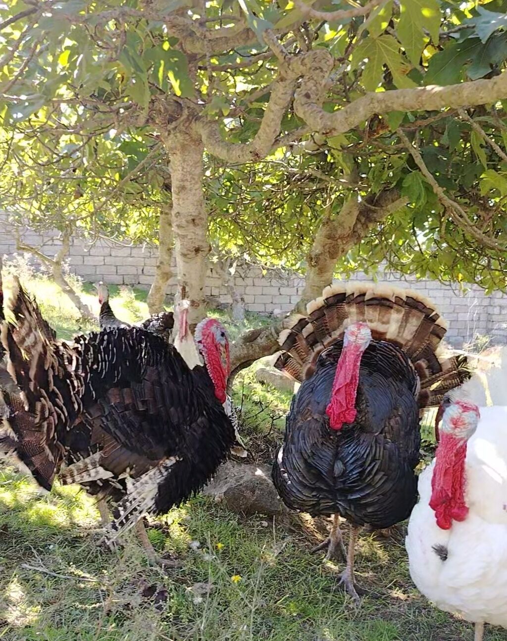 Erkək, Damazlıq — Digərləri, Bakı (8)