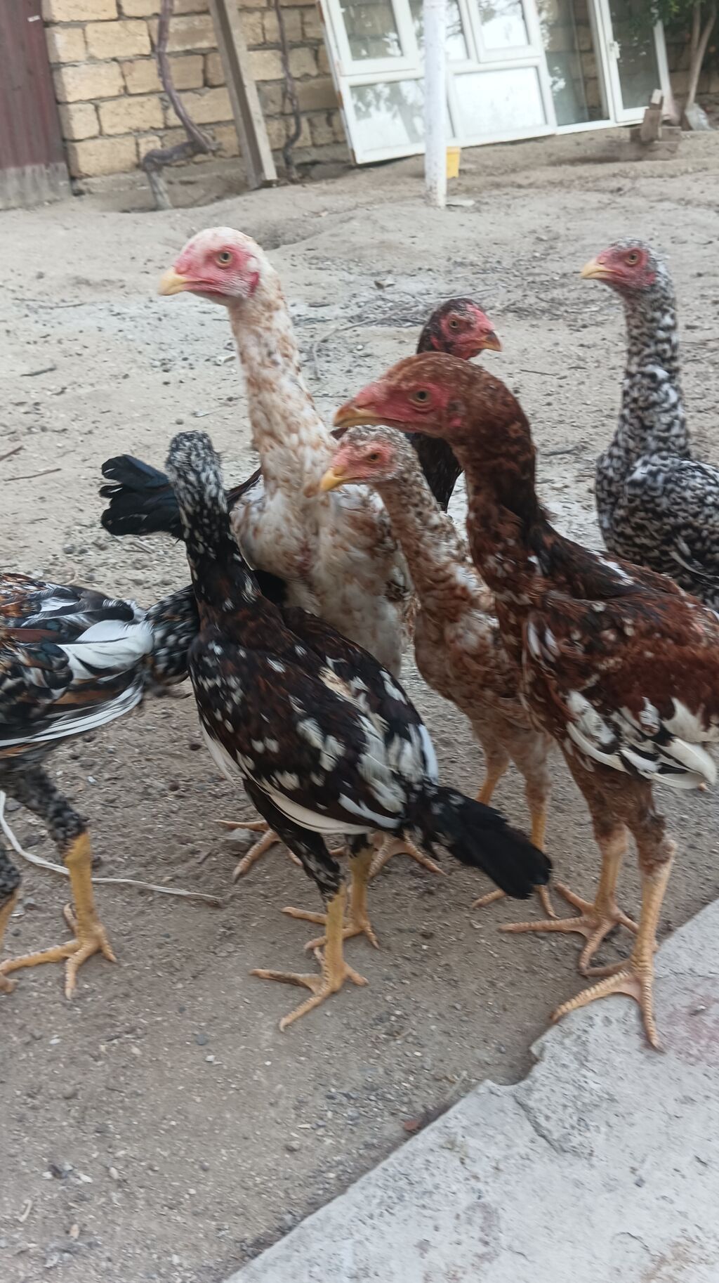 Toyuq, Damazlıq, Ünvandan götürmə — Toyuq və xoruz, Saray (7)