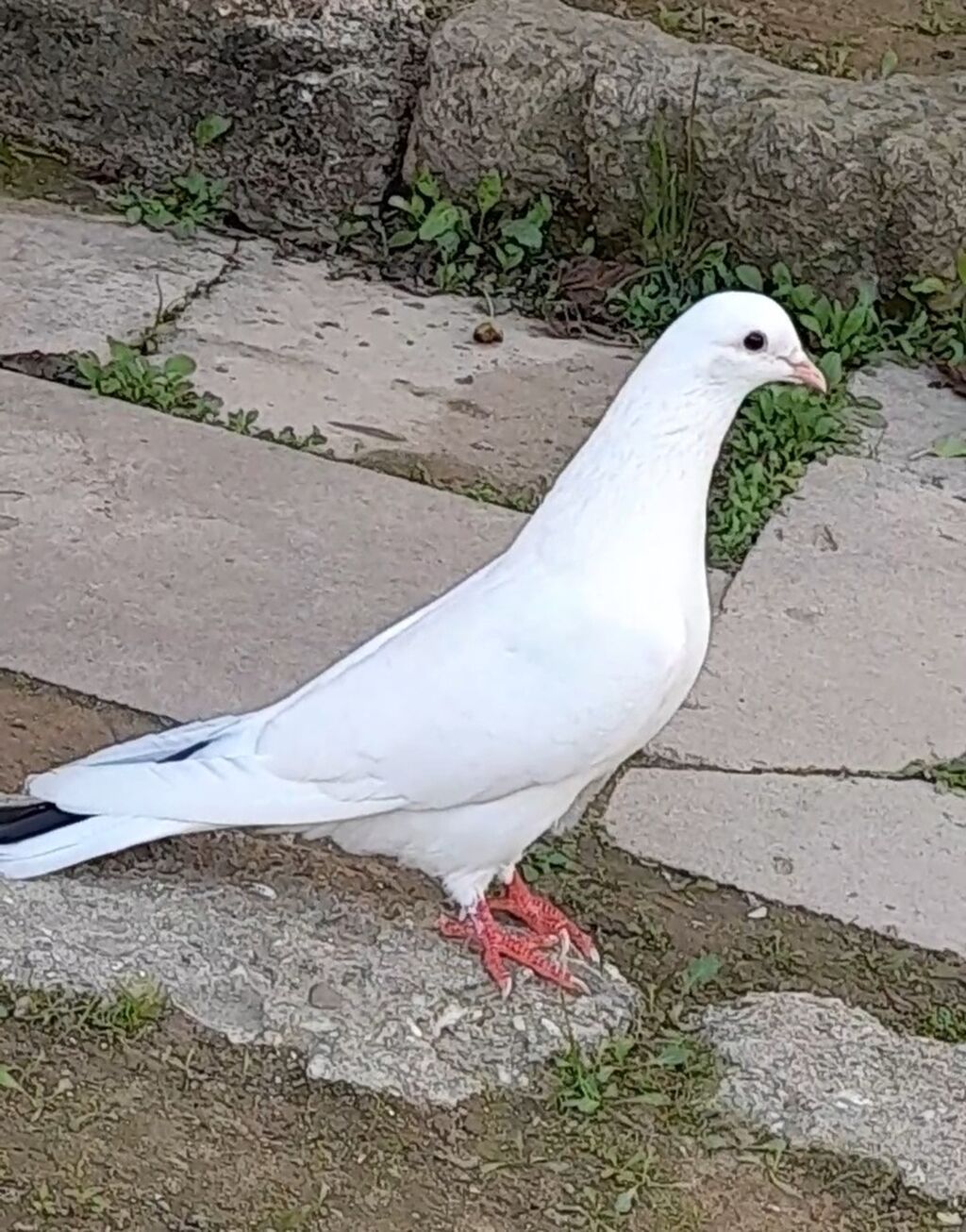 14 tuk erkey tutulmadi qiymet sondu — Göyərçin, Bakı (9)
