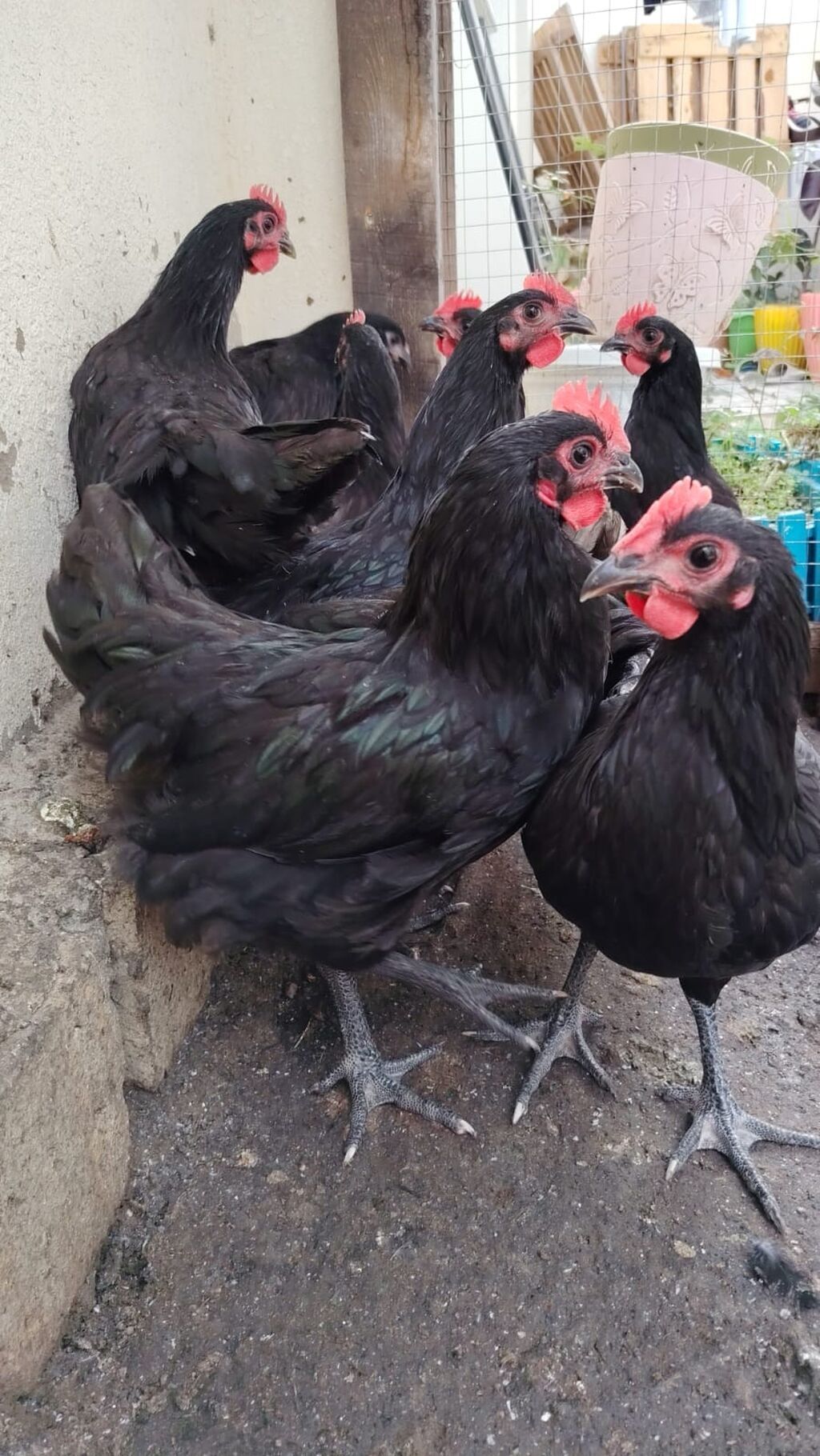Toyuq, Australorp, Yumurtalıq — Toyuq və xoruz, Bakı (2)
