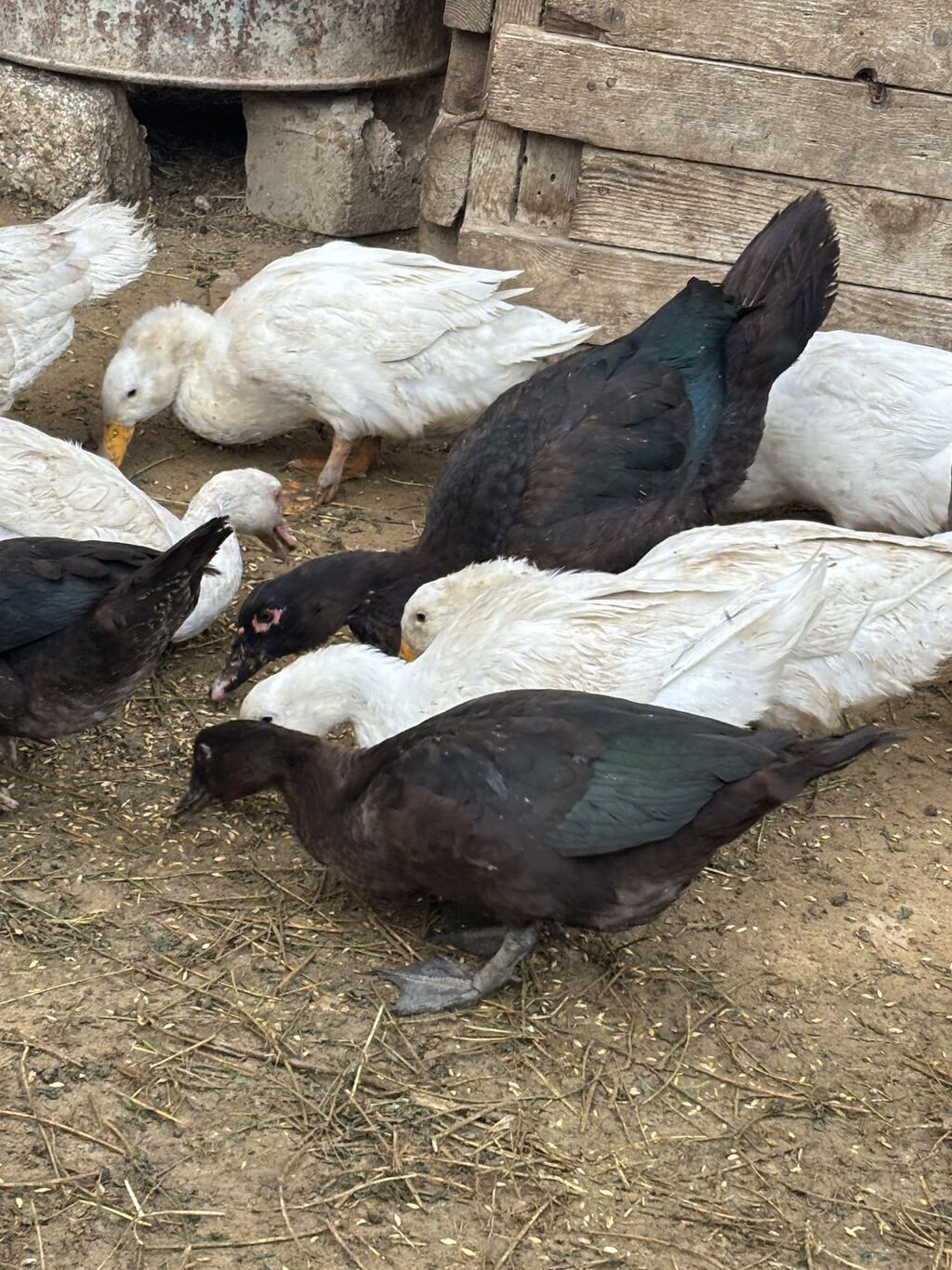 Salam Alekum hamsı satılır kom 17 manatdır — Digərləri, Digah (8)