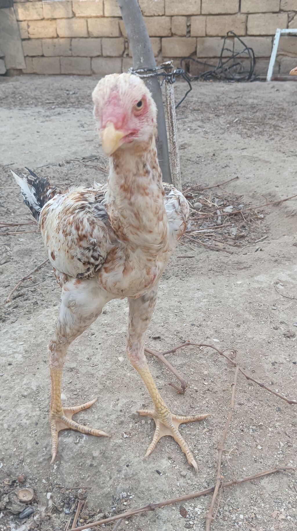 Toyuq, Damazlıq, Ünvandan götürmə — Toyuq və xoruz, Saray (6)