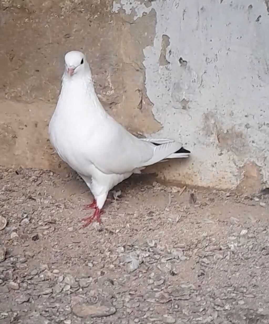 14 tuk erkey tutulmadi qiymet sondu — Göyərçin, Bakı (6)