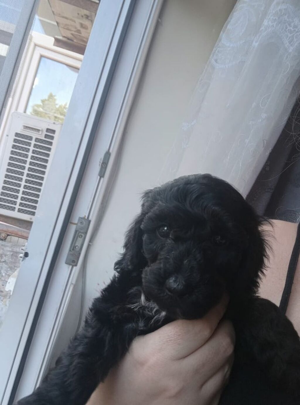 Pudel, 1 ay — Köpəklər, Sumqayıt (3)