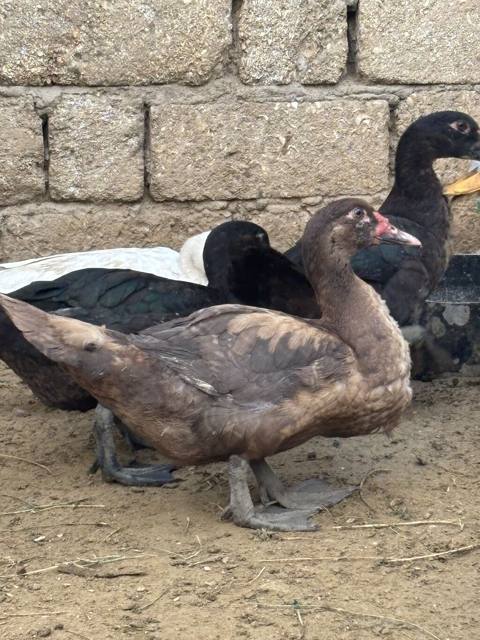 Salam Alekum hamsı satılır kom 17 manatdır — 18 ₼ · Дигях · Digərləri Salam Alekum hamsı satılır kom 17 manatdır — Дигях