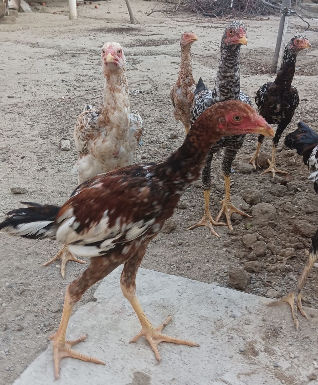 Toyuq, Damazlıq, Ünvandan götürmə — Toyuq və xoruz, Saray (3)