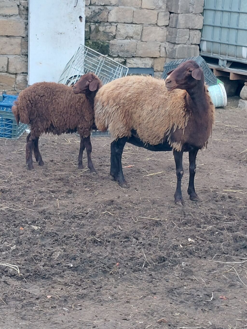 Dişi, il: 3, Damazlıq, Ünvandan götürmə — Kənd təsərrüfatı heyvanları, Bakı (7)