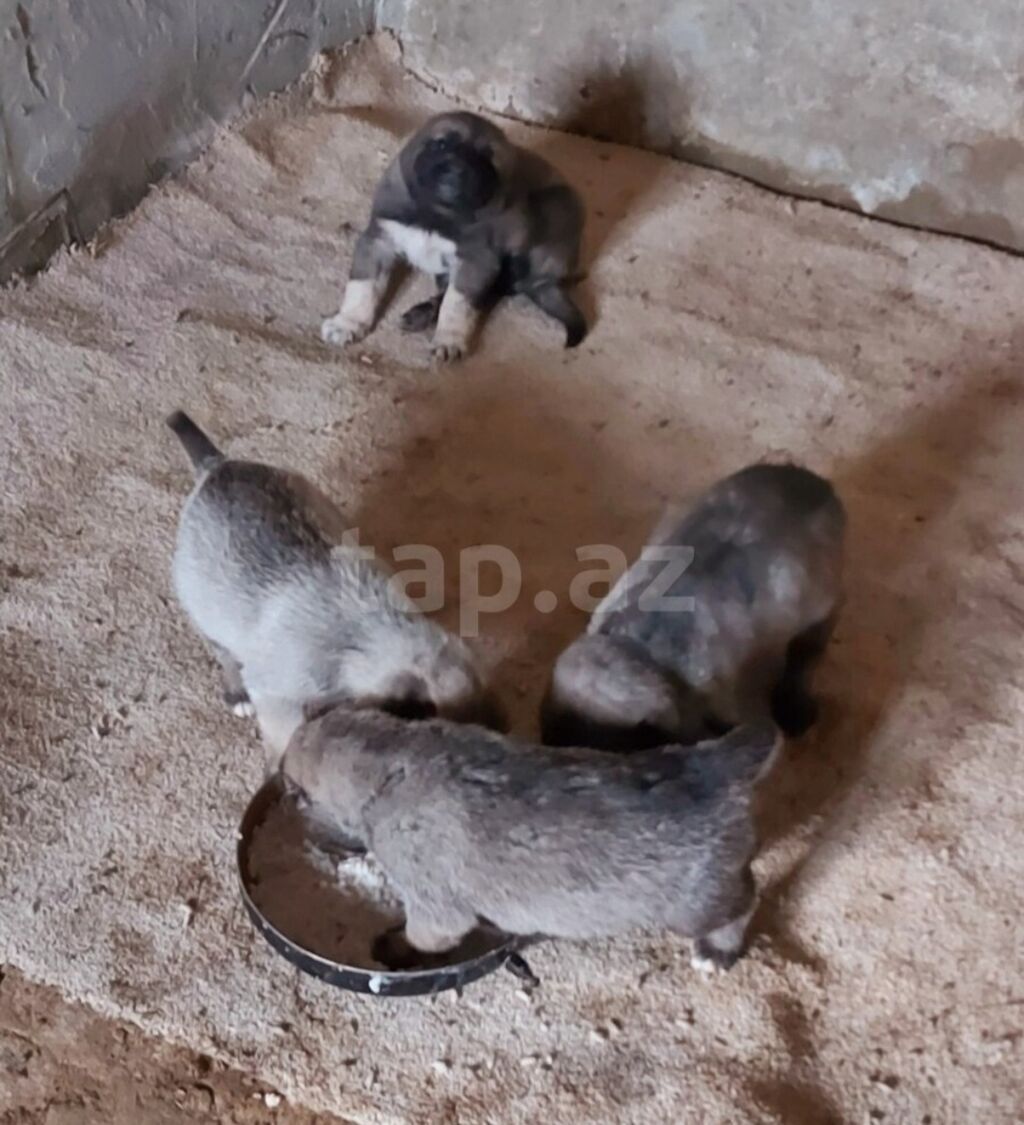 Qurdbasar — Köpəklər, Bakı (5)