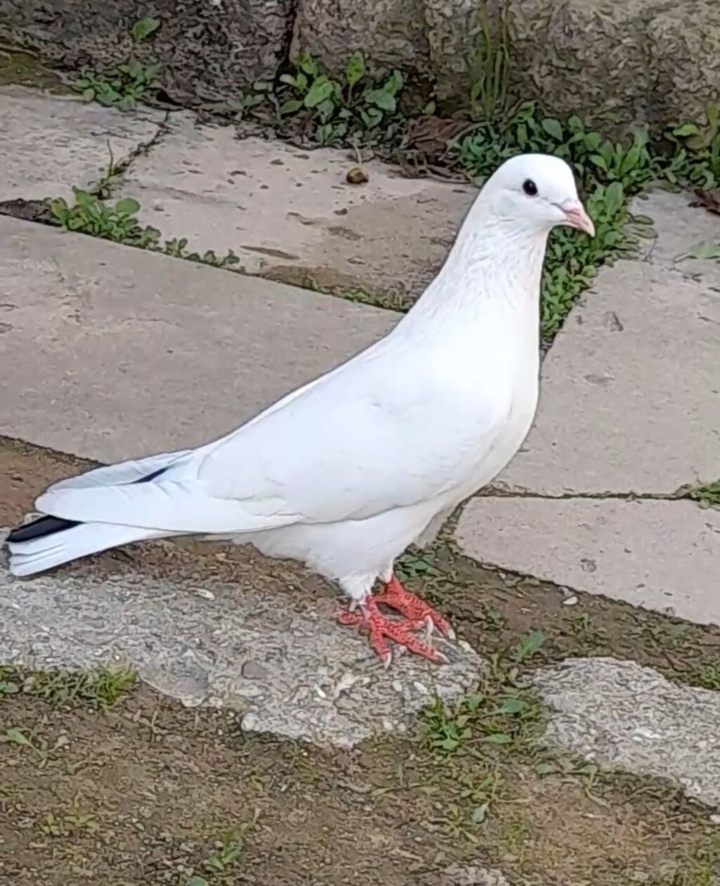 14 tuk erkey tutulmadi qiymet sondu — Göyərçin, Bakı (2)