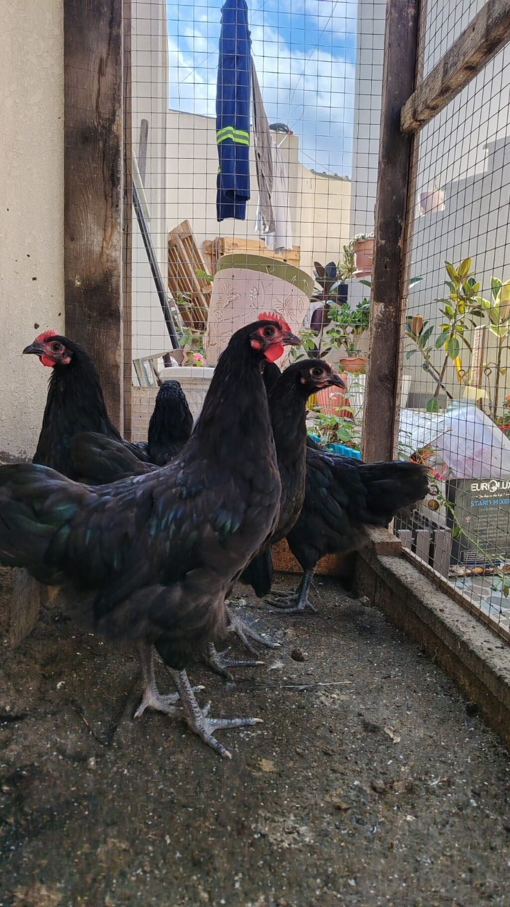 Toyuq, Australorp, Yumurtalıq — Toyuq və xoruz, Bakı (3)