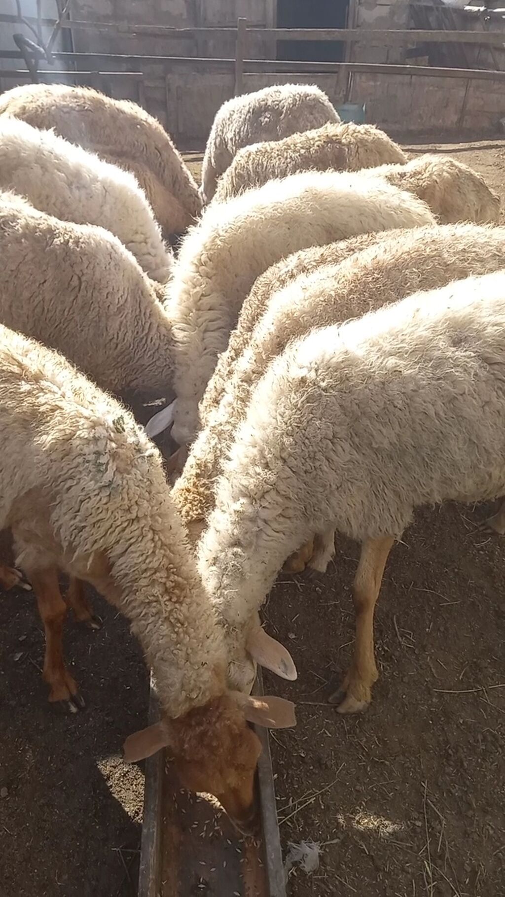 15 dene bogaz qoyun — Kənd təsərrüfatı heyvanları, Digah (3)