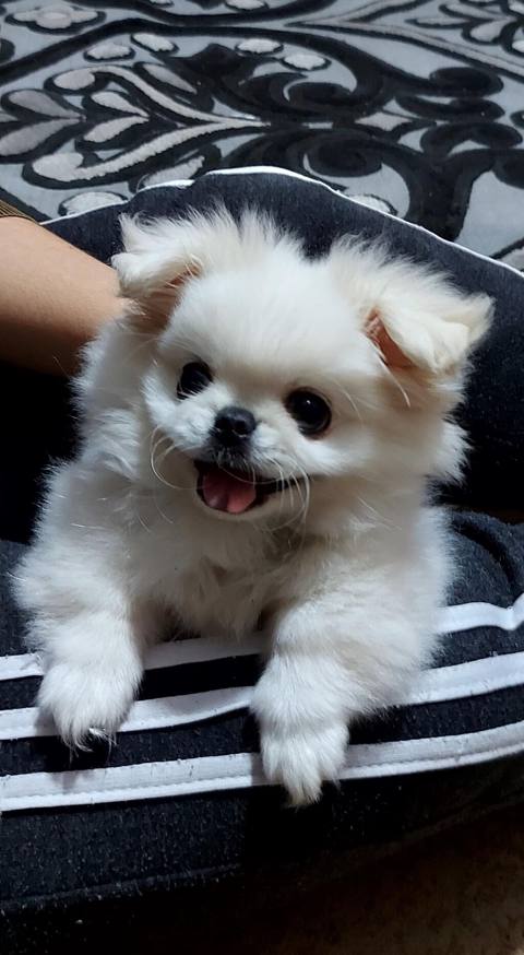 Pekines, 2 ay, Dişi — Дигях