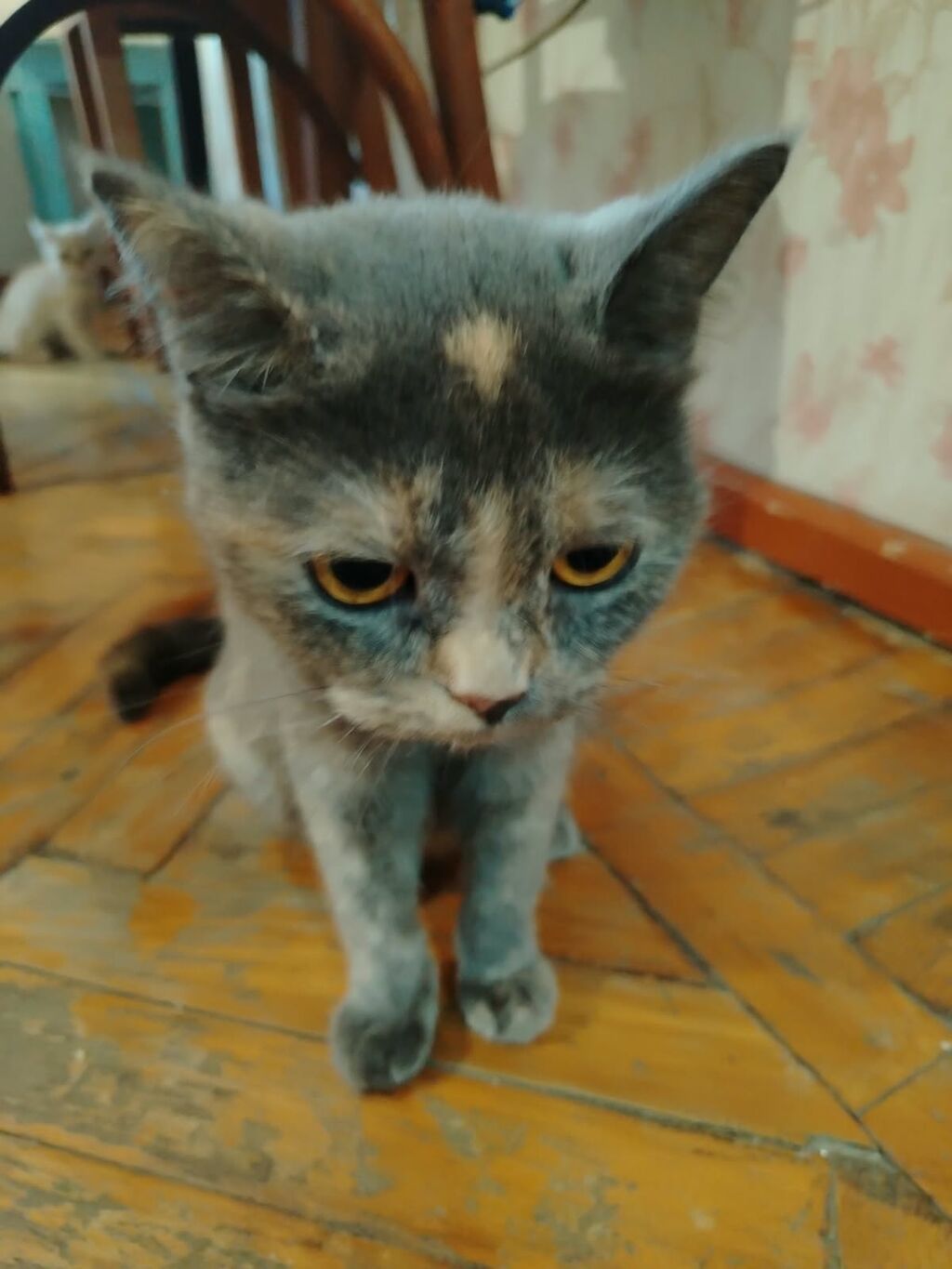Yaxşı əllərə — Pişiklər, Bakı