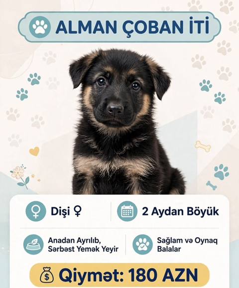 Alman çoban iti, 2 ay, Dişi — 180 ₼ · Bakı · Köpəklər Alman çoban iti, 2 ay, Dişi — Bakı