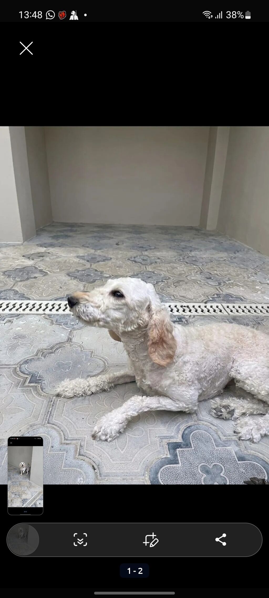 Pudel, 2 il, Dişi — Köpəklər, Bakı (3)