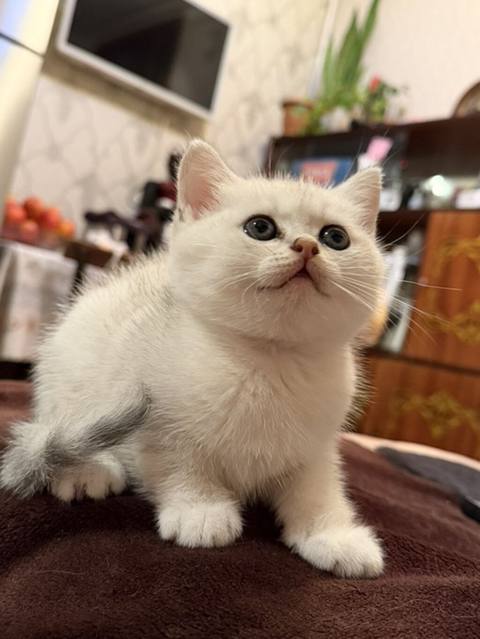 Şinşilla — Sumgayit