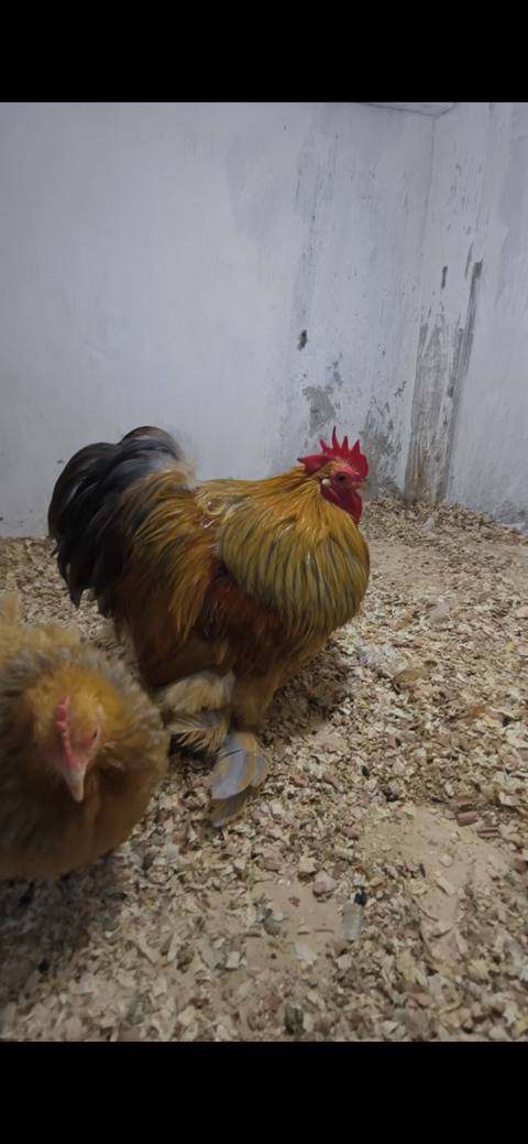 Toyuq, Damazlıq, Ünvandan götürmə — 100 ₼ · Baku · Toyuq və xoruz Toyuq, Damazlıq, Ünvandan götürmə — Baku