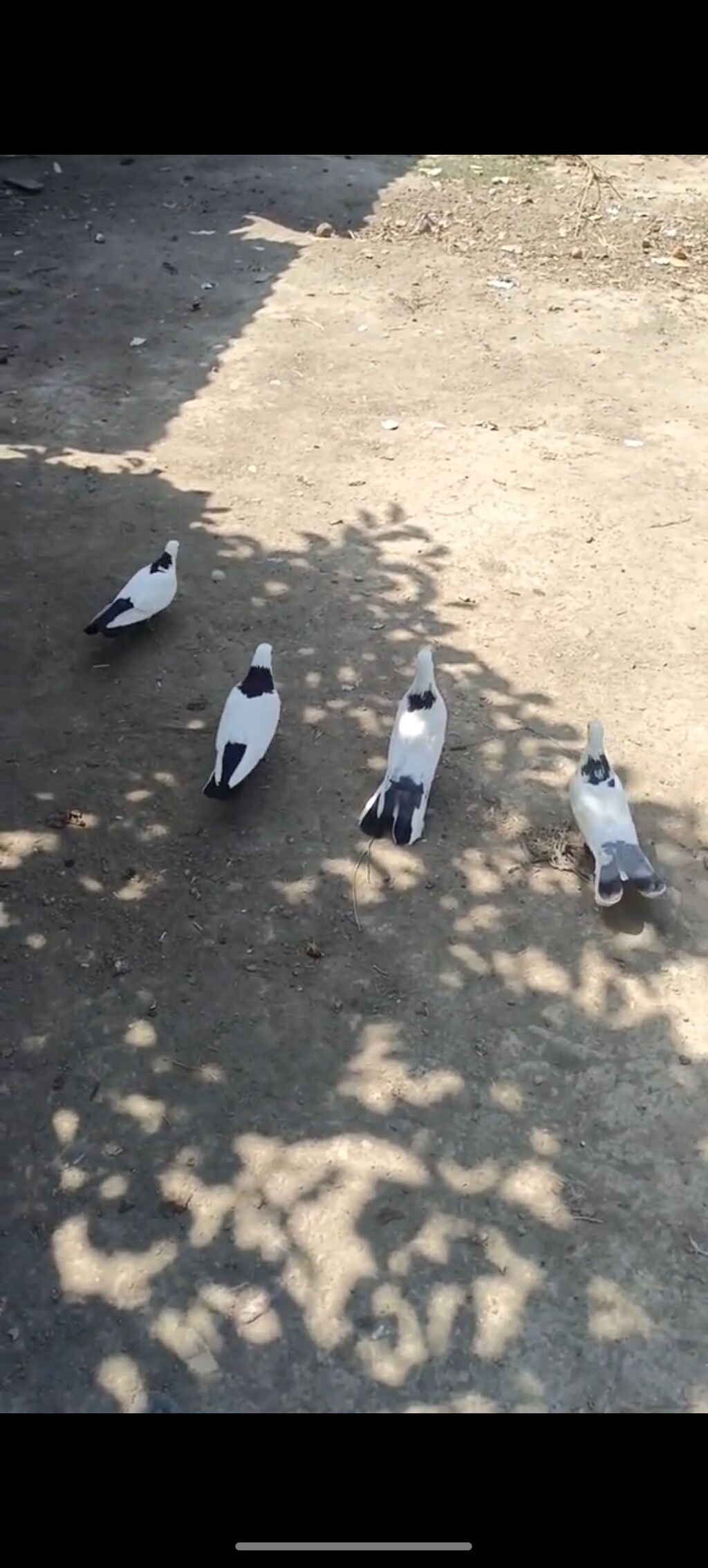 Hazır cütdilər 2 erkəy 2 maya qara sheykalar da cüt göy sheykalar da — Göyərçin, Sabirabad