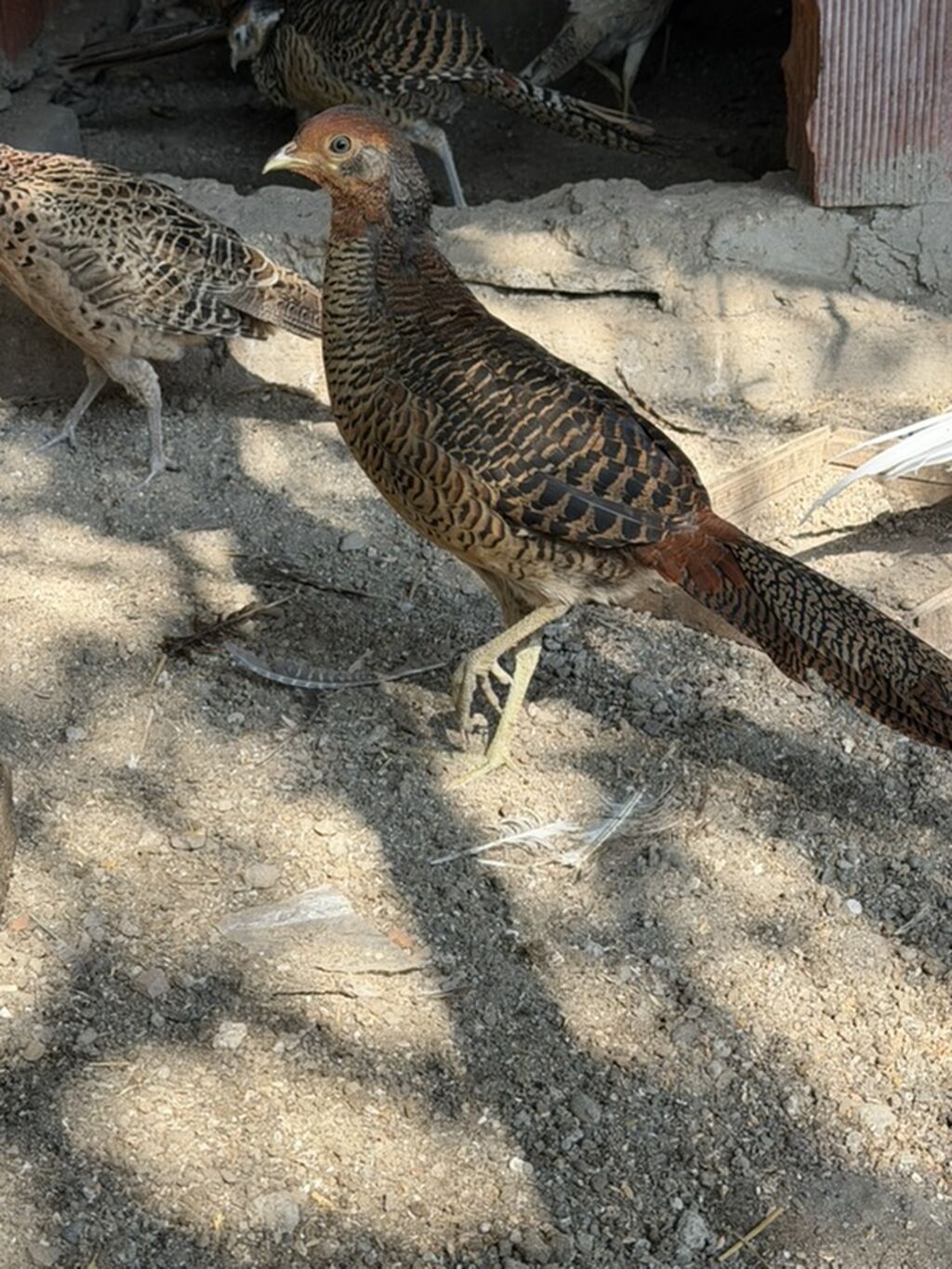 Qizli qirqovul xoruz