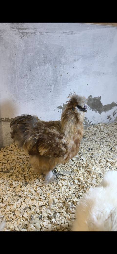 Ponpon xoruz. 6 aylıqdı bana düşüb. satılır. qiymət sondur — 50 ₼ · Baku · Toyuq və xoruz Ponpon xoruz. 6 aylıqdı bana düşüb. satılır. qiymət sondur — Baku