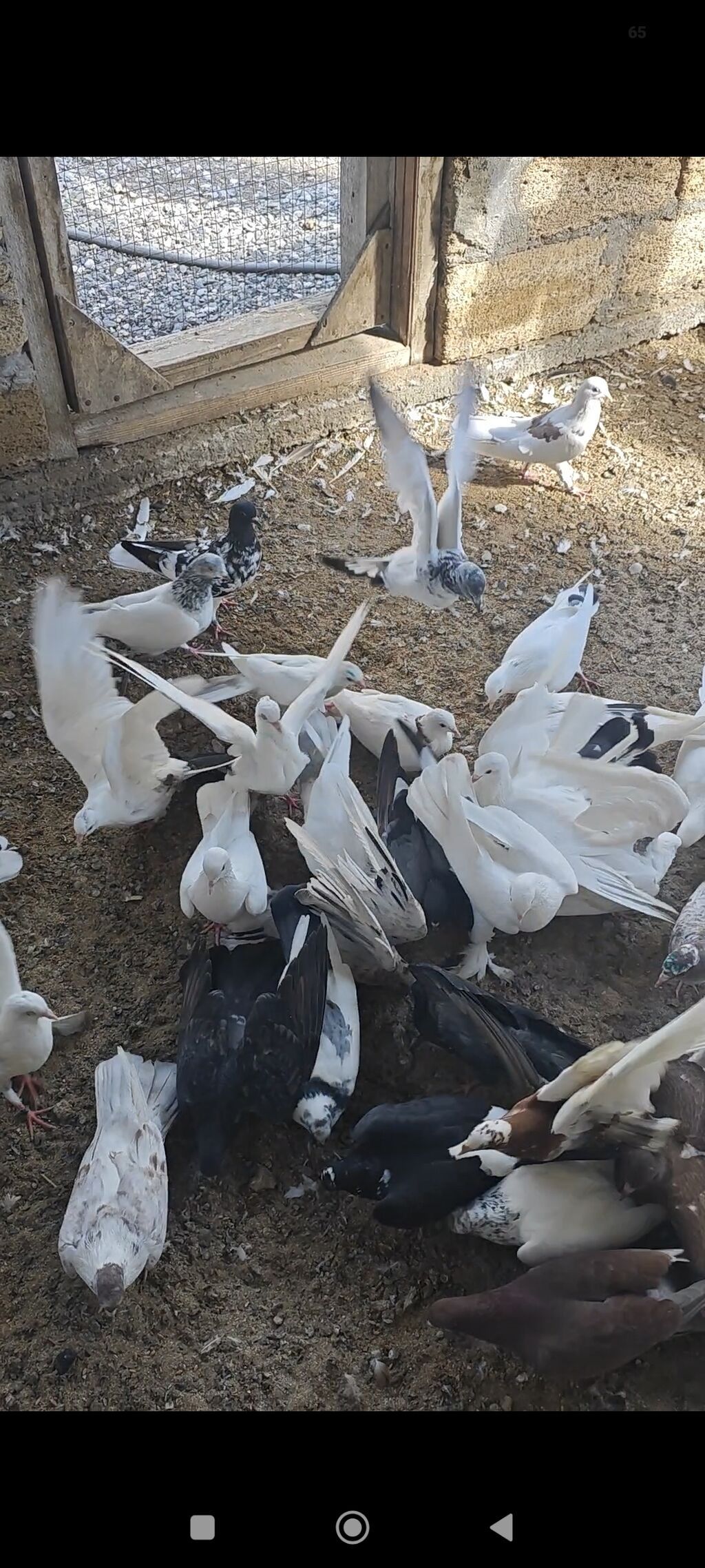 Tərgizmə heyvanlardi kom satilir tek tek satilmir — Göyərçin, Sumqayıt (10)