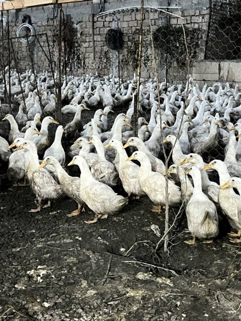 Məhsul: Ağ yerli ördəklər (kütləvi sayda) Təsvir: - Şəkillərdə — Sumgayit