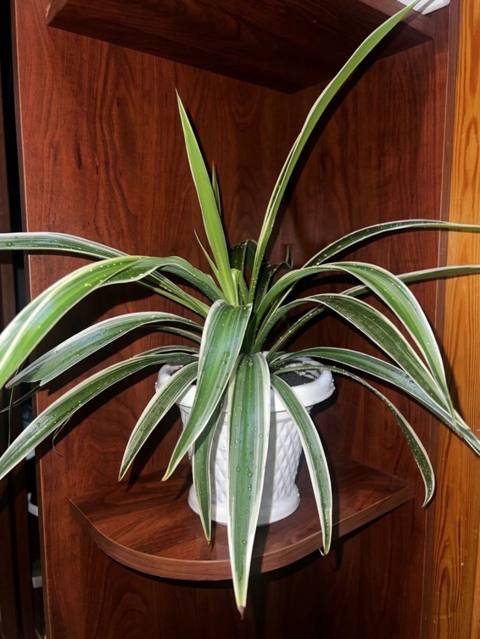 Xlorofitum (Chlorophytum) – Ev və ofis üçün otaq bitkisi Çox sağlam — 5 ₼ · Bakı · Bitkilər Xlorofitum (Chlorophytum) – Ev və ofis üçün otaq bitkisi Çox sağlam — Bakı