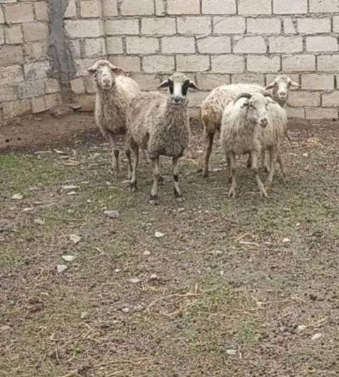 4 dənə qoyundu 2 si dişlidi 2 si diş salb 1 i lap cavandı içlərində — 660 ₼ · Сумгайыт · Kənd təsərrüfatı heyvanları 4 dənə qoyundu 2 si dişlidi 2 si diş salb 1 i lap cavandı içlərində — Сумгайыт