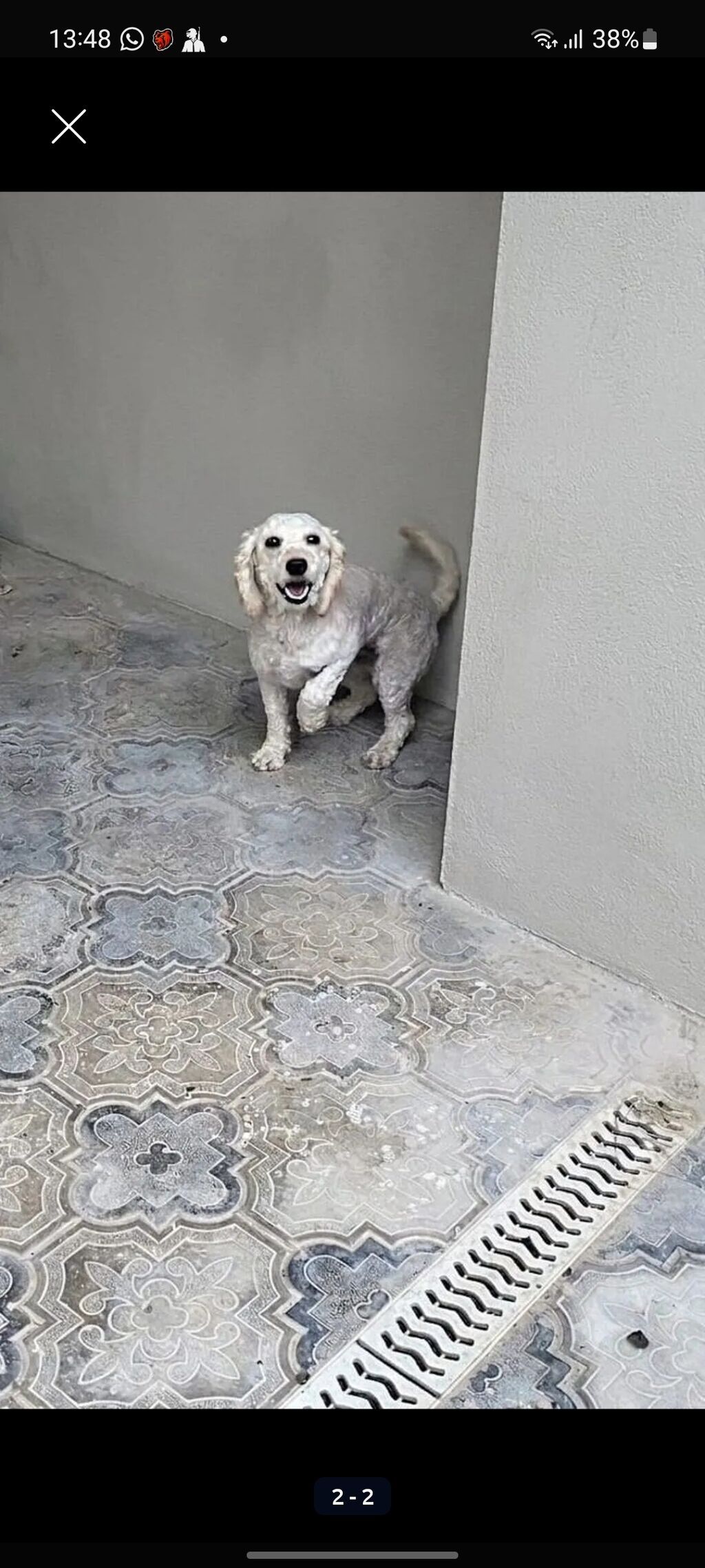 Pudel, 2 il, Dişi — Köpəklər, Bakı (2)