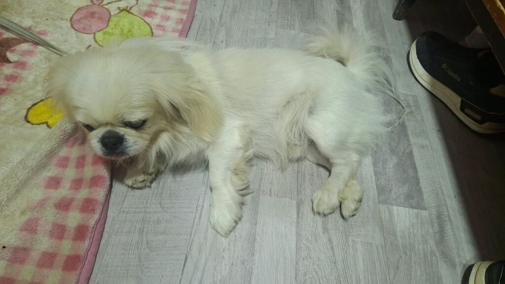Pekines, 1 il, Erkək, Sənədli — Köpəklər, Sumqayıt (3)