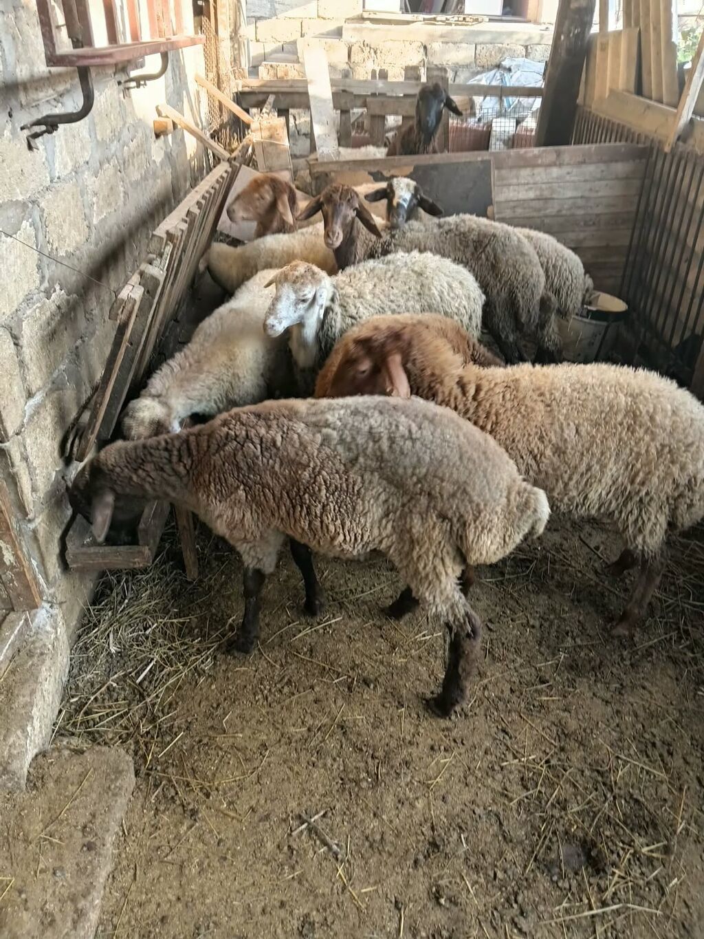 Super sağlam damazlıqa yararlı Şamaxı sortu heyvanlar satılır — Kənd təsərrüfatı heyvanları, Ceyranbatan (2)