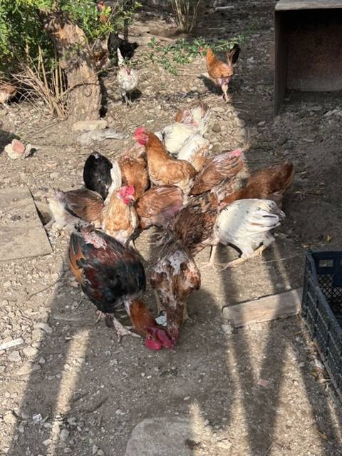 Qarışıq cins kənd toyuqları sürüsü - Şəkillərdə görünən kimi iri — 10 ₼ · Saray · Toyuq və xoruz Qarışıq cins kənd toyuqları sürüsü - Şəkillərdə görünən kimi iri — Saray
