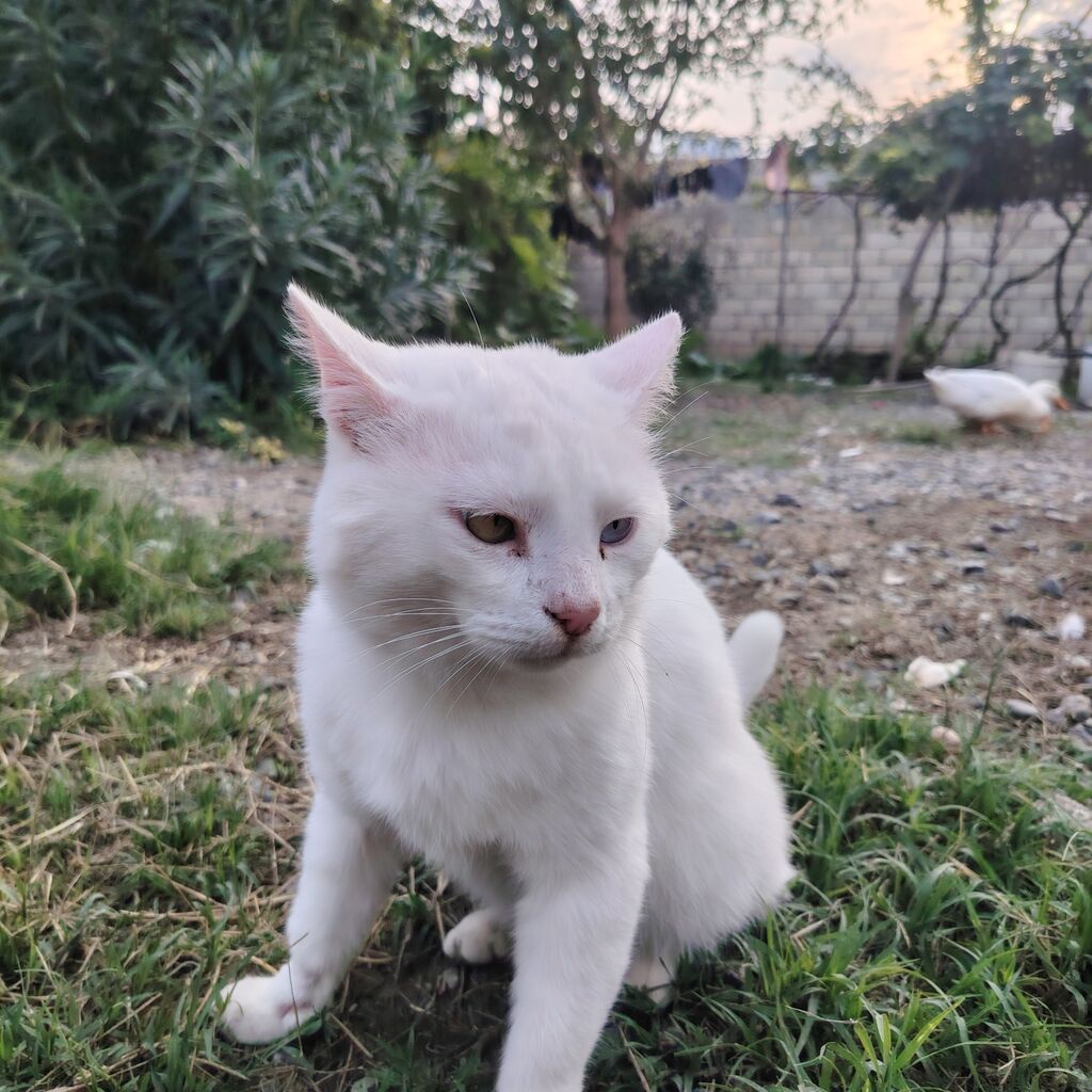 Yaxşı əllərə — Pişiklər, Ağdam (2)