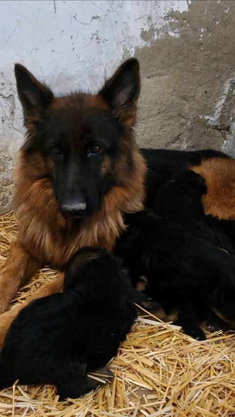 Alman çoban iti, 1 ay, Ünvandan götürmə, Ödənişli çatdırılma — 400 ₼ · Xırdalan · Köpəklər Alman çoban iti, 1 ay, Ünvandan götürmə, Ödənişli çatdırılma — Xırdalan