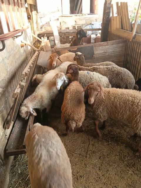 Super sağlam damazlıqa yararlı Şamaxı sortu heyvanlar satılır — 2 850 ₼ · Jeyranbatan · Kənd təsərrüfatı heyvanları Super sağlam damazlıqa yararlı Şamaxı sortu heyvanlar satılır — Jeyranbatan