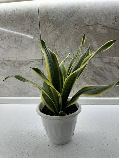 Sansevieria “Laurentii” (Qayıçı dili) – dekorativ otaq bitkisi — 20 ₼ · Баку · Qapı bitkələri Sansevieria “Laurentii” (Qayıçı dili) – dekorativ otaq bitkisi — Баку