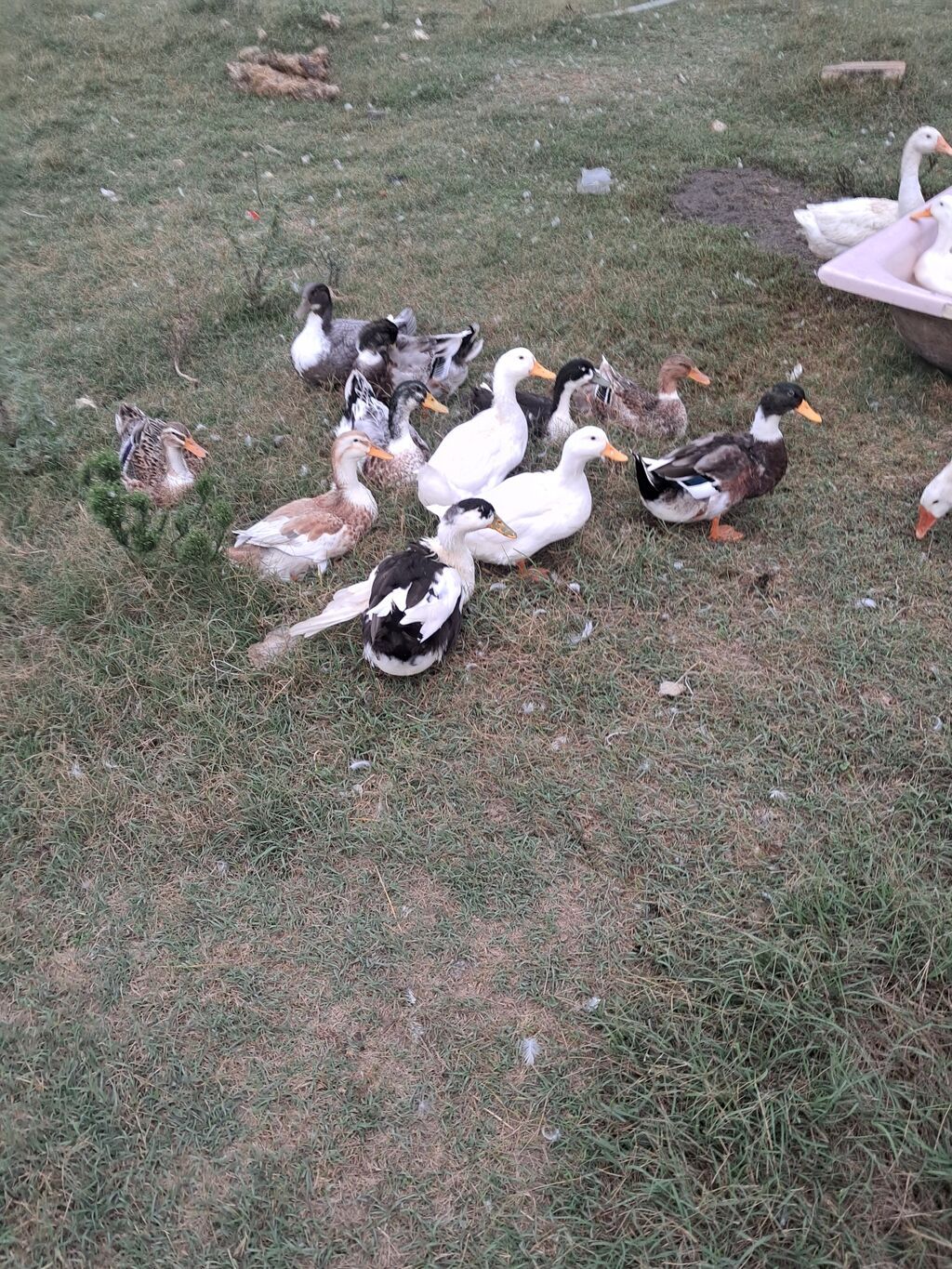 Salam kesimlik ordeyler erkeydi — Digərləri, Fatmayı