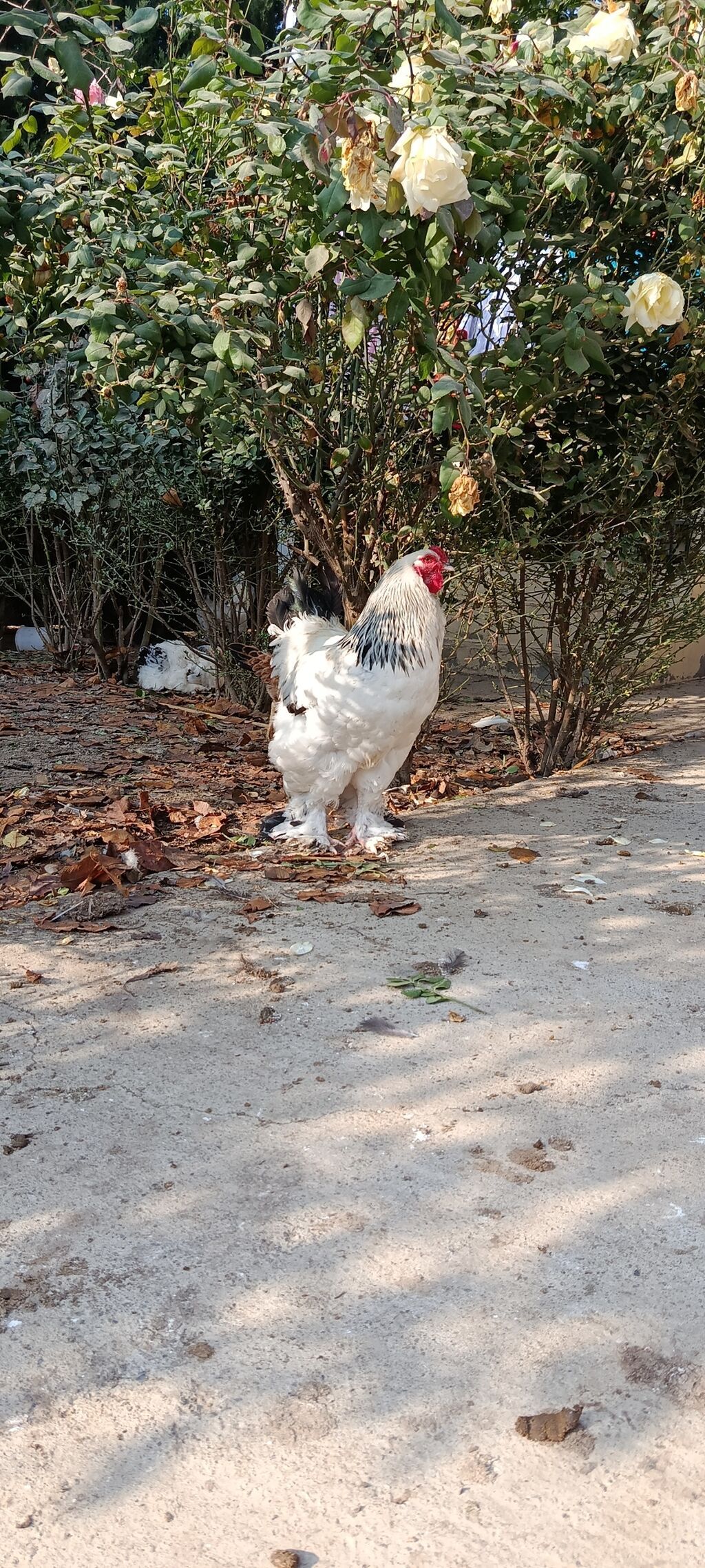 Xoruz, Brama, il: 2, Ödənişli çatdırılma — Toyuq və xoruz, Beyləqan (4)