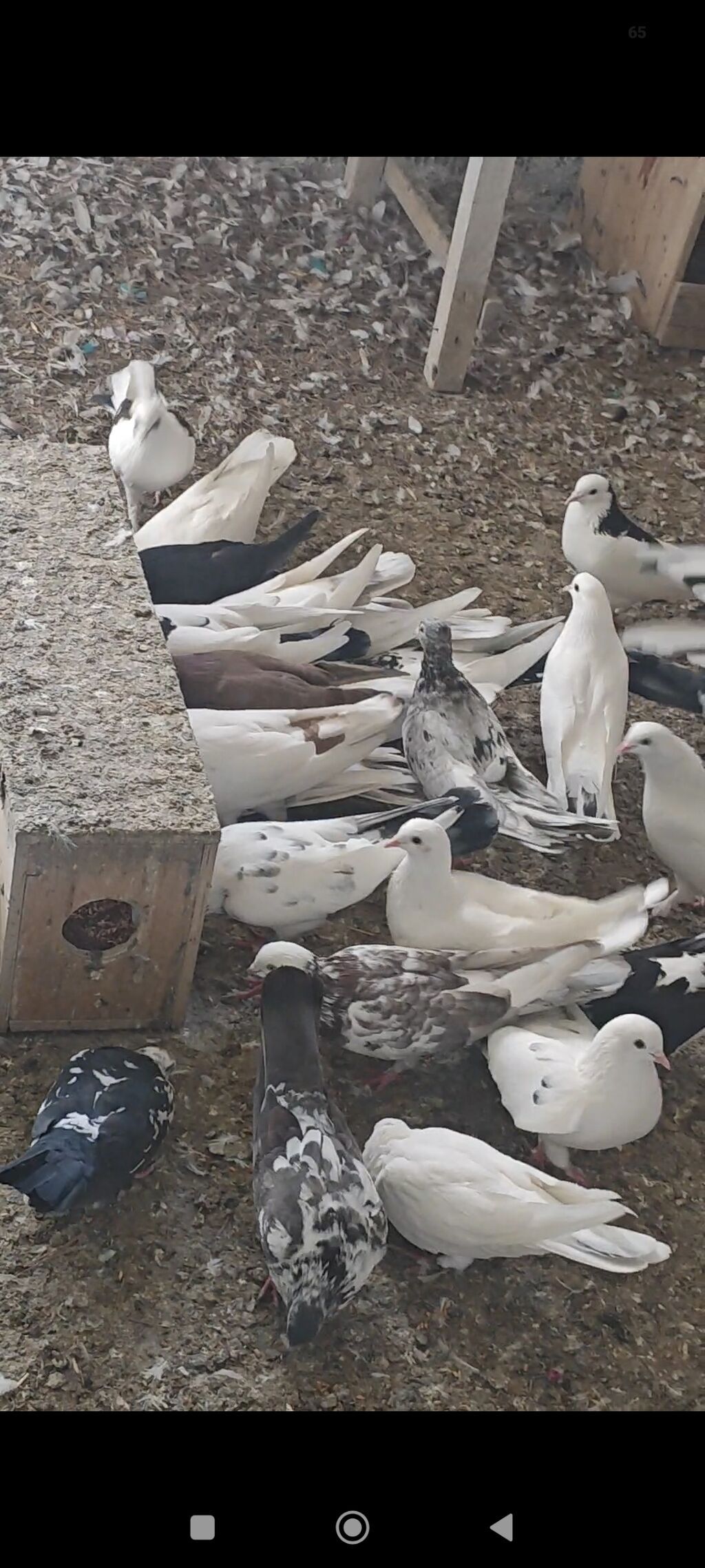 Tərgizmə heyvanlardi kom satilir tek tek satilmir — Göyərçin, Sumqayıt (5)