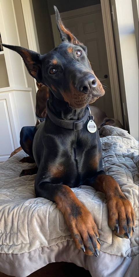 Doberman, 6 ay, Peyvəndli — Baku