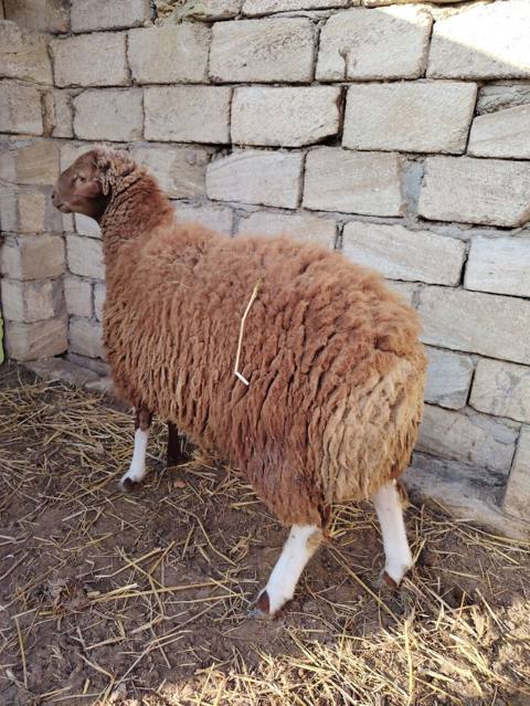 Erkey Touglu satlir diri ceki 8.50 AZN el heyvanidi — 8 ₼ · Баку · Kənd təsərrüfatı heyvanları Erkey Touglu satlir diri ceki 8.50 AZN el heyvanidi — Баку