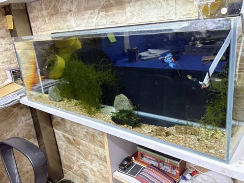 Akvarium satılır. Geniş ölçülü, düzbucaqlı şüşə akvariumdur — Baku