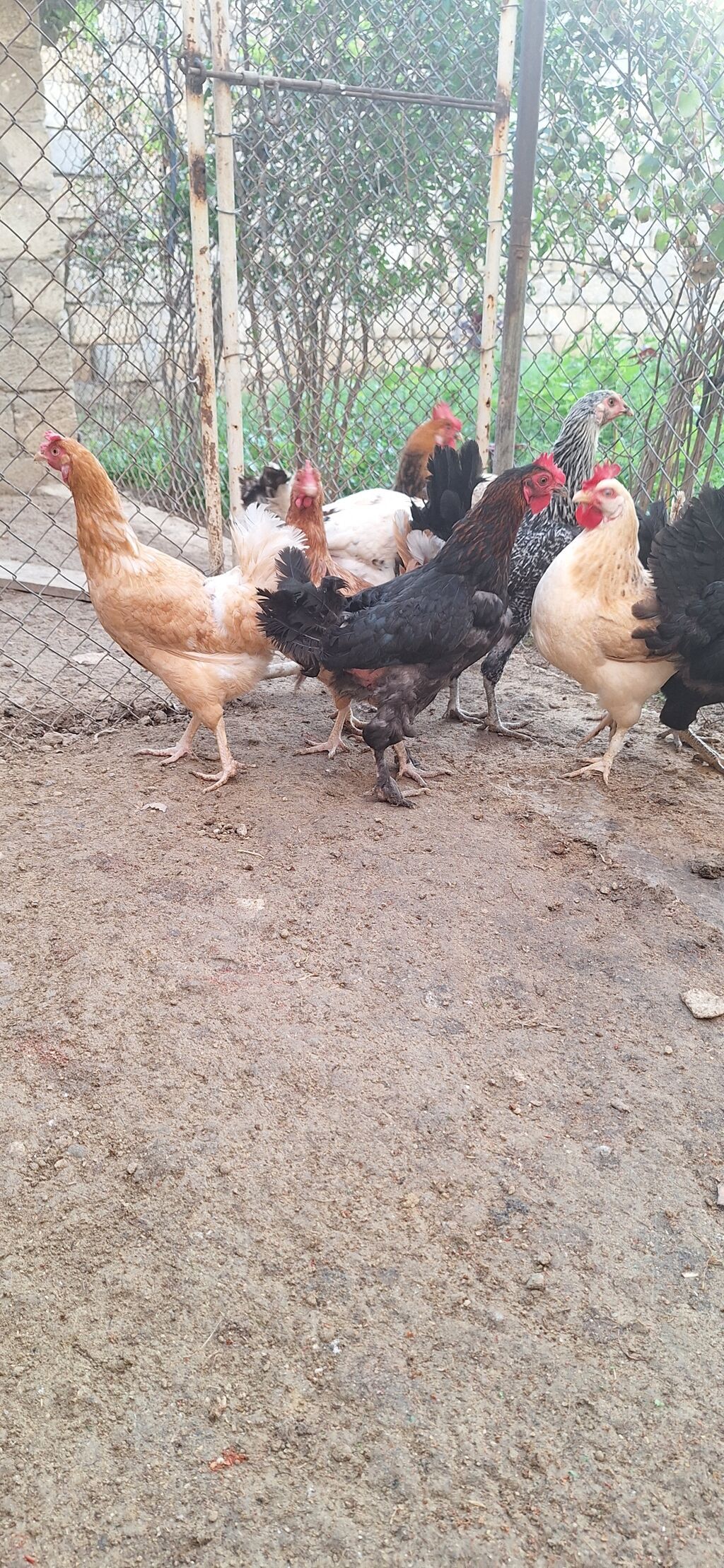 Toyuq, Yumurtalıq — Toyuq və xoruz, Bakı (2)
