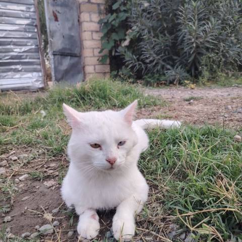 Yaxşı əllərə — 250 ₼ · Ağdam · Pişiklər Yaxşı əllərə — Ağdam