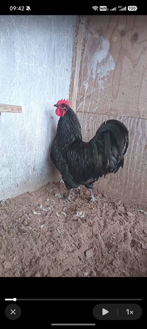 Australorp xoruzu satılır 6aylıq kim isdəsə əlaqə saxlasın. Ünvan — 100 ₼ · Digah · Toyuq və xoruz Australorp xoruzu satılır 6aylıq kim isdəsə əlaqə saxlasın. Ünvan — Digah