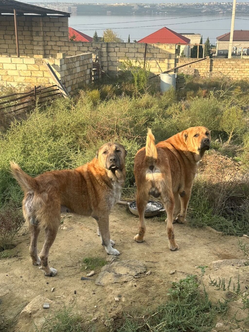 Qurdbasar, 4 il, Erkək — Köpəklər, Novxanı (3)