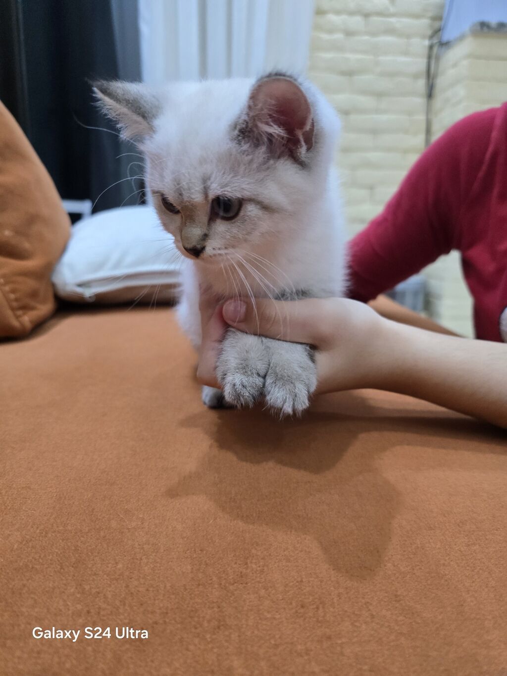 Şinşilla — Pişiklər, Bakı (3)