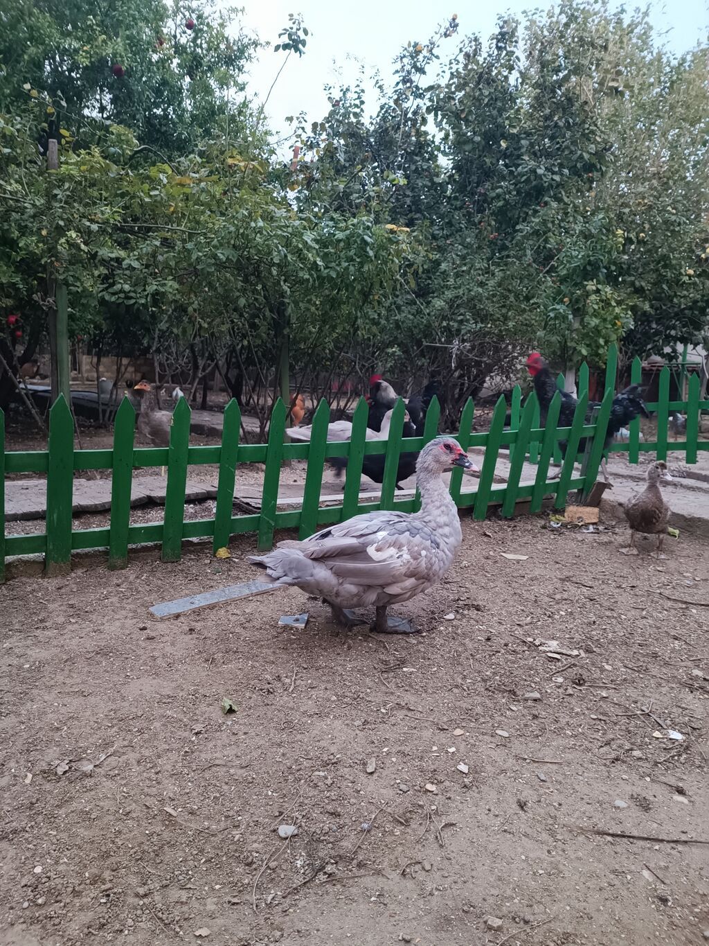 Erkək, Lal ördək, Ətlik, Ödənişli çatdırılma
